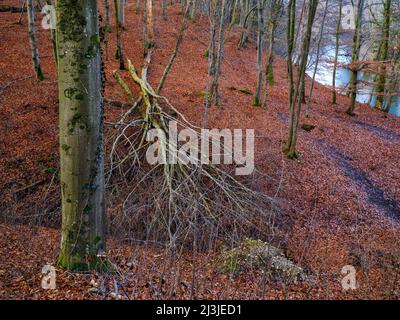 Late winter in the Aper gorge between Schöngeising and Grafrath, Stock Photo