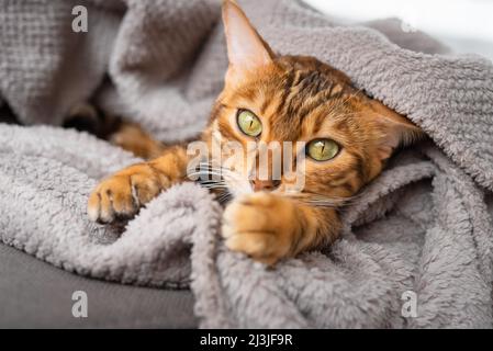 Cute sleepy cat peeks out from under the blanket, funny pet at home. Stock Photo