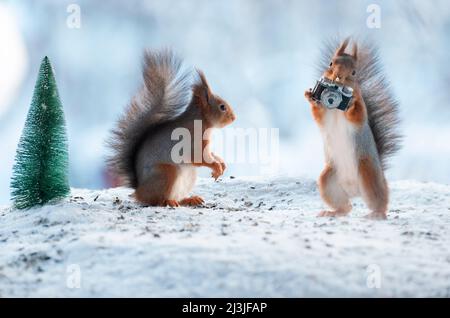 Red Squirrel holding a camera in the snow Stock Photo