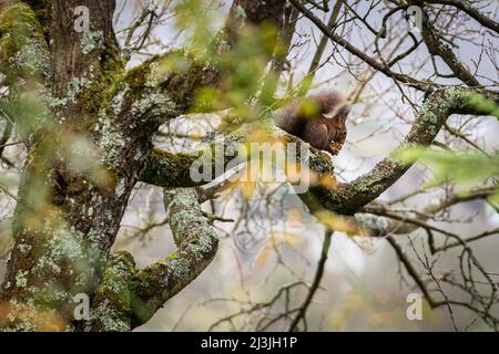 Hungry brown european squirrel sitting and feeding on branch of a tree on grey winter morning. Stock Photo