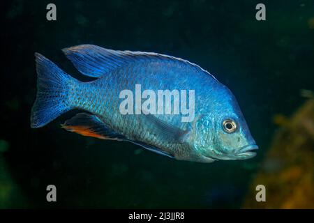 African Cichlid Stock Photo