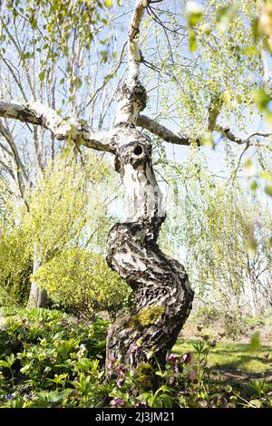 Betula pendula 'Youngii' - Young's weeping birch tree, in spring. Stock Photo