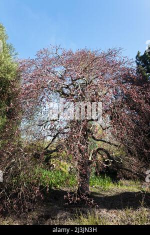 Acer palmatum 'Ever Red' Japanese maple tree. Stock Photo