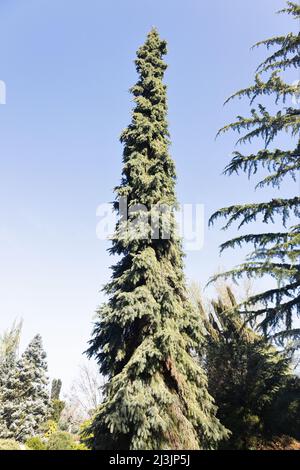 Picea glauca pendula white spruce tree. Stock Photo
