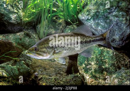 Largemouth Bass or Black Bass or Micropterus salmoides Stock Photo
