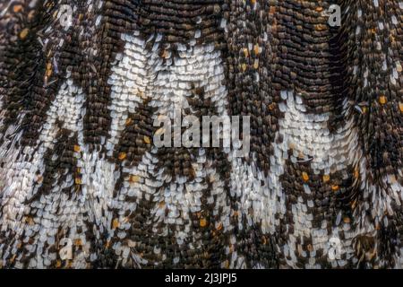 Rustic Sphinx Moth Wing Scales; also Manduca rustica, the rustic sphinx Stock Photo