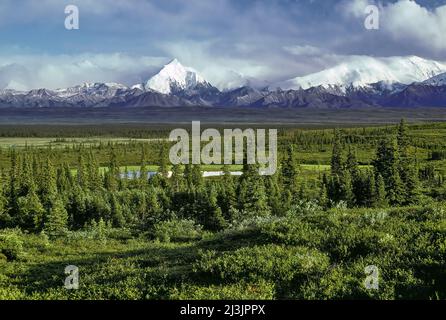 Taiga Forest, Denali National Park, Alaska Stock Photo