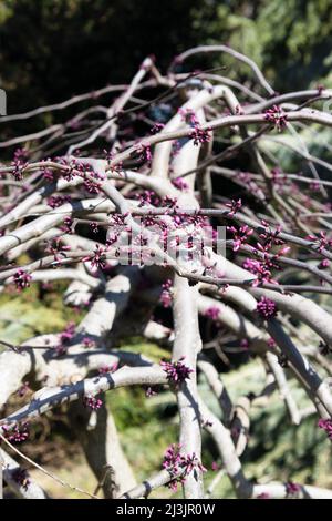 Cercis canadensis 'Ruby Falls' redbud tree in spring. Stock Photo