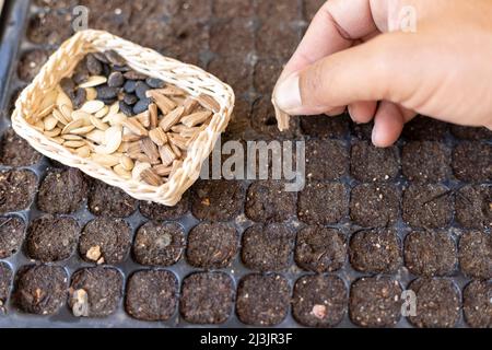 Planting vegetable seeds in a seed tray Stock Photo