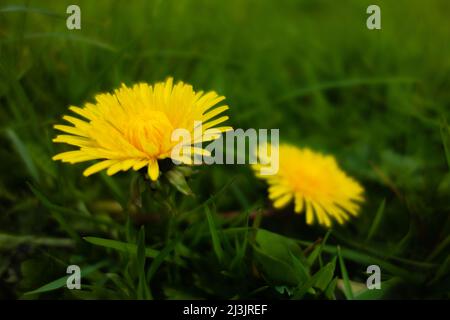 bright yellow Dandelion (Taraxacum officinale) flowers isolated on a natural green background Stock Photo