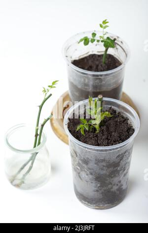 Rose cuttings. On a white background. In the ground Stock Photo