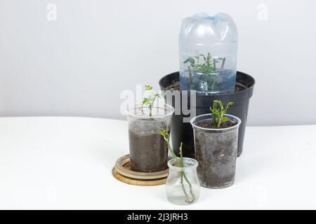 Rose cuttings. On a white background. In the ground Stock Photo