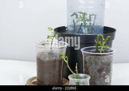 Rose cuttings. On a white background. In the ground Stock Photo