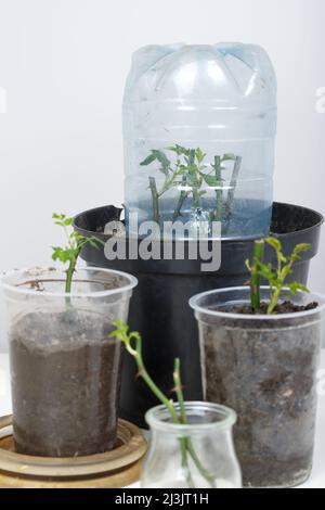 Rose cuttings. On a white background. In the ground Stock Photo