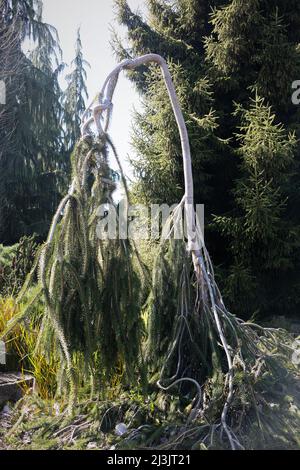 Picea abies ‘Cobra’ Stock Photo - Alamy