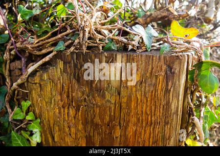 brown wooden stump with English ivy (Hedera helix) growing on the top Stock Photo