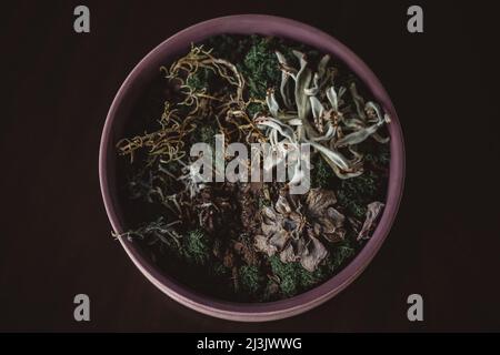 Dead succulents in a lovely round bowl. These house plants are particularly difficult to grow, and represent the challenges of keeping plants healthy. Stock Photo