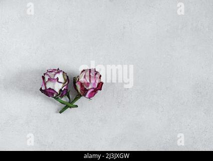 dried rose flower head on gray background , copy space, top view Stock Photo