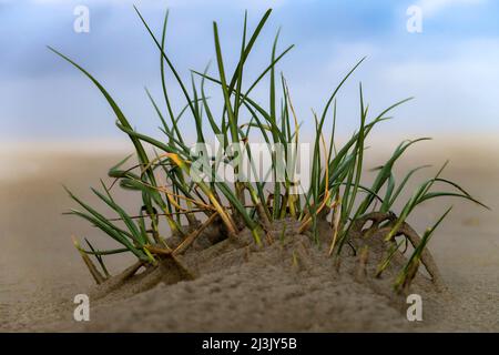 A small tuft of beach grass in the sand on the beach Stock Photo