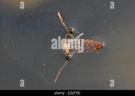 Water boatmen,aquatic insect Stock Photo