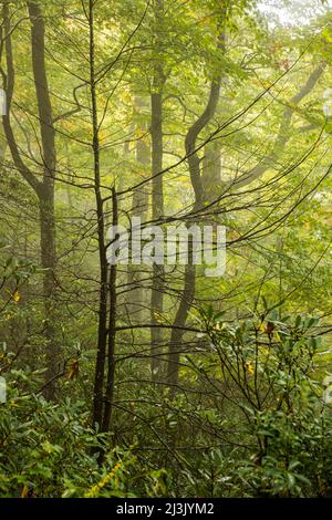 Misty forest along the trail to Crabtree Falls in the Blue Ridge Mountains of North Carolina, USA.