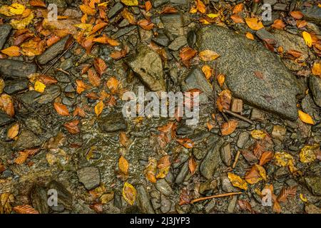 Textures on the way to Crabtree Falls, Blue Ridge Mountains, North Carolina, USA. Stock Photo