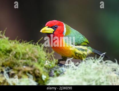 A male Red-headed Barbet (Eubucco bourcierii) perched on a branch. Colombia, South America. Stock Photo