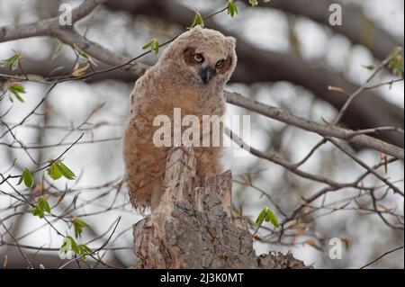 Great horned owl fledgling Stock Photo