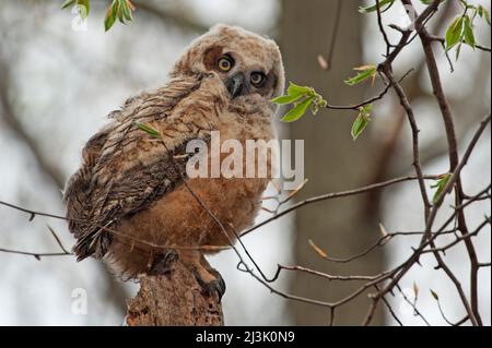 Great horned owl fledgling Stock Photo