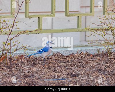 Closese up shot of Blue Jay on ground at Washington DC Stock Photo