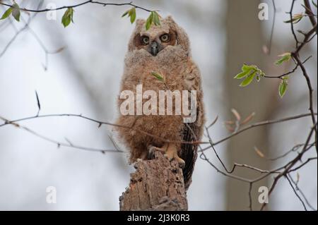 Great horned owlet fledgling Stock Photo