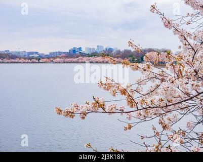 Beautiful skyline of downtown with cherry blossom at Washington DC Stock Photo