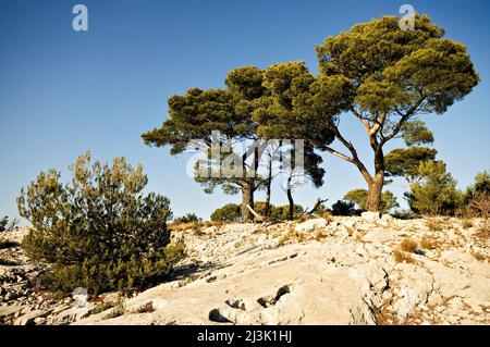 Aleppo pines on Mont Faron, Toulon, Var, Provence-Alpes-Côte d'Azur, France Stock Photo