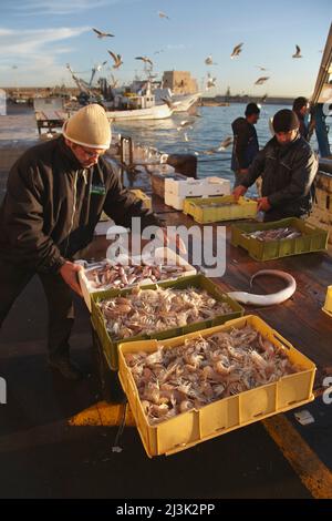 Portland, Maine, USA. 27th Sep, 2022. Three pollock fish caught in a gillnet  fishing net being hoisted on board a commercial fishing boat off the coast  of Maine A board a gillnet