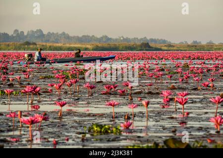 Boating through the blossoming Lotus Flowers (Nelumbo nucifera) on Pink Water Lilies Lake; Udon Thani, Thailand Stock Photo