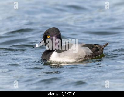 A male ring-necked duck swims on a calm lake Stock Photo