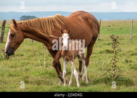 Horse with her foal grazing in a field Stock Photo