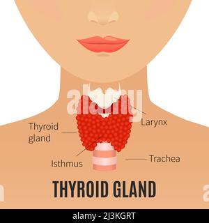 Thyroid in women, conceptual illustration Stock Photo