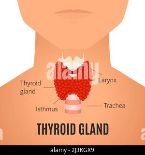 Thyroid in men, illustration Stock Photo