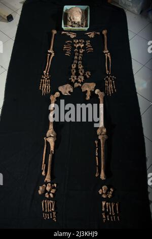 Skeleton of prehistoric human (female) that was discovered in Batujaya, Karawang, West Java, Indonesia. Stock Photo