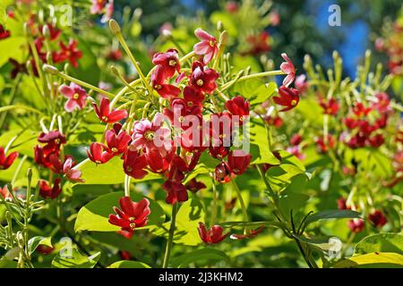 Rangoon creeper flowers (Quisqualis indica or Combretum indicum) Stock Photo