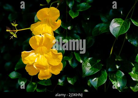 Yellow flower of Cat's claw vine with green leaves background. Stock Photo