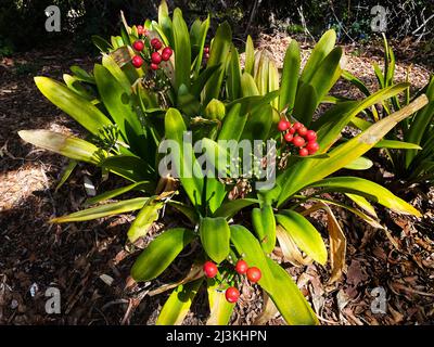 A bush lily, Clivia miniata Stock Photo