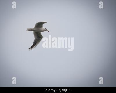 Picture of a black headed gull flying in the air in Serbia, with a grey sky.  The black-headed gull, or Chroicocephalus ridibundus, is a small gull th Stock Photo