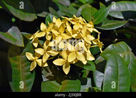 Yellow ixora flowers (Ixora coccinea) on garden Stock Photo