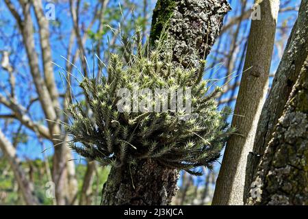 Air plant (Tillandsia tricholepis) on tree trunk Stock Photo