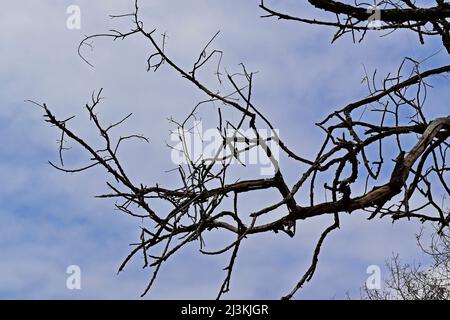 Dead tree branches and cloudy sky Stock Photo