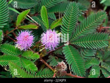 Sensitive plant or sleepy plant flowers (Mimosa pudica) Stock Photo