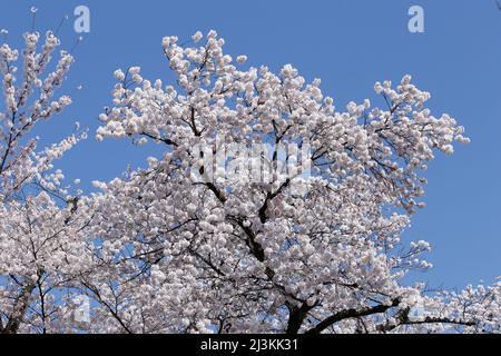 iida, nagano, japan, 2022/02/04 , details of branches of cherry trees in iida, on spring 2022. Stock Photo