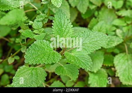 Lemon balm, common balm or balm mint (Melissa officinalis) on garden Stock Photo